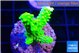 Acropora neon green 2-3 cm WYSIWYG acclimaté