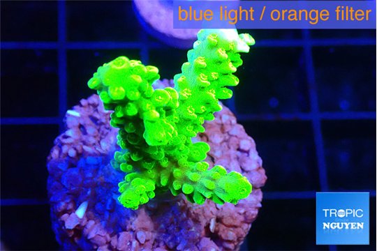Acropora neon green 2-3 cm WYSIWYG acclimaté