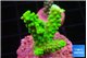 Acropora neon green 2-3 cm WYSIWYG acclimaté