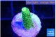 Acropora green golden 1-2 cm WYSIWYG acclimaté