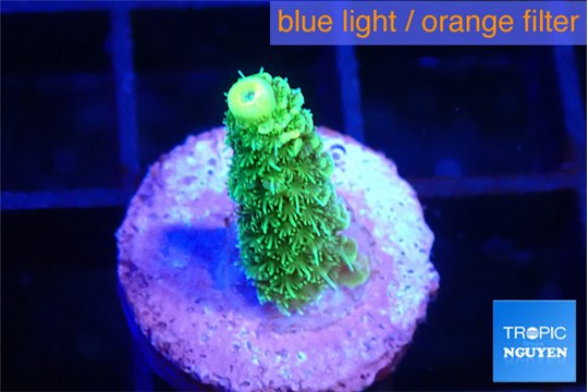 Acropora green golden 1-2 cm WYSIWYG acclimaté