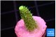 Acropora green golden 1-2 cm WYSIWYG acclimaté