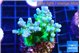 Acropora green blue ice Fijii 2-4 cm WYSIWYG acclimaté