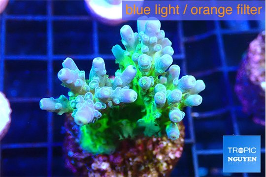 Acropora green blue ice Fijii 2-4 cm WYSIWYG acclimaté
