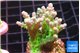 Acropora green blue ice Fijii 2-4 cm WYSIWYG acclimaté