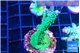 Acropora green purple 3-4 cm WYSIWYG acclimaté