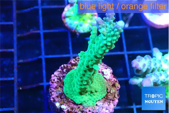 Acropora green purple 3-4 cm WYSIWYG acclimaté