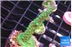 Acropora green purple 3-4 cm WYSIWYG acclimaté