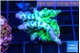 Acropora green blue ice Fijii 2-4 cm WYSIWYG acclimaté