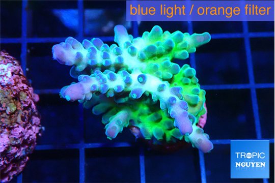 Acropora green blue ice Fijii 2-4 cm WYSIWYG acclimaté