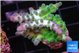 Acropora green blue ice Fijii 2-4 cm WYSIWYG acclimaté