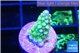 Acropora lemon green 1-2 cm WYSIWYG acclimaté