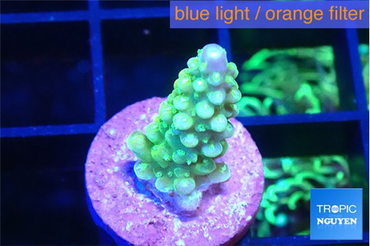 Acropora lemon green 1-2 cm WYSIWYG acclimaté