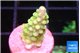 Acropora lemon green 1-2 cm WYSIWYG acclimaté