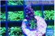 Acropora green purple 1-2 cm WYSIWYG acclimaté