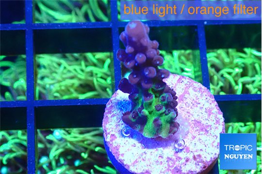 Acropora green purple 1-2 cm WYSIWYG acclimaté