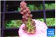 Acropora green purple 1-2 cm WYSIWYG acclimaté