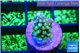 Acropora lemon green 1-2 cm WYSIWYG acclimaté