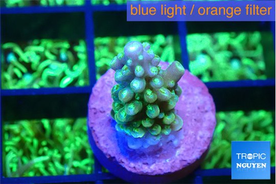 Acropora lemon green 1-2 cm WYSIWYG acclimaté