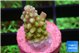 Acropora lemon green 1-2 cm WYSIWYG acclimaté