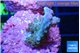 Acropora green purple 2-3 cm WYSIWYG acclimaté