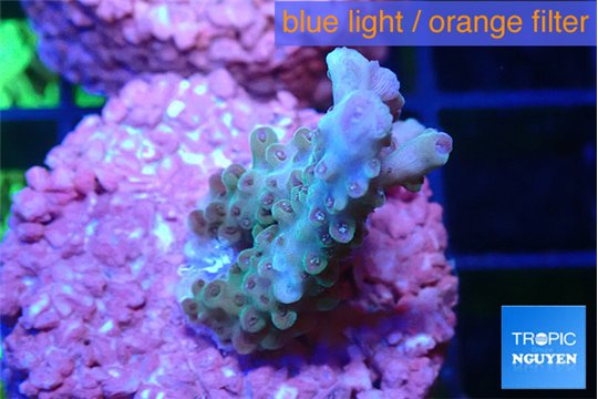 Acropora green purple 2-3 cm WYSIWYG acclimaté