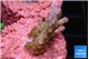 Acropora green purple 2-3 cm WYSIWYG acclimaté