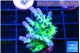 Acropora green blue ice Fijii 2-4 cm WYSIWYG acclimaté