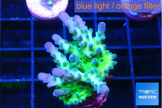 Acropora green blue ice Fijii 2-4 cm WYSIWYG acclimaté