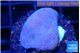 Sarcophython full neon green polyps Australia 2-3 cm WYSIWYG acclimaté