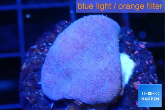 Sarcophython full neon green polyps Australia 2-3 cm WYSIWYG acclimaté