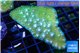Pocillopora damicornisgreen & pink tip 3-5 cm WYSIWYG acclimaté