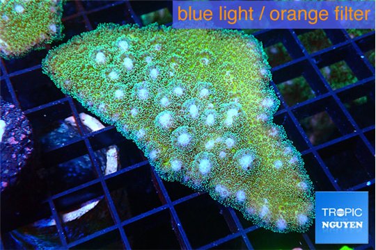 Pocillopora damicornisgreen & pink tip 3-5 cm WYSIWYG acclimaté