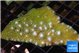 Pocillopora damicornisgreen & pink tip 3-5 cm WYSIWYG acclimaté