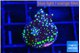 Acropora nana tricolor 1-2 cm WYSIWYG acclimaté