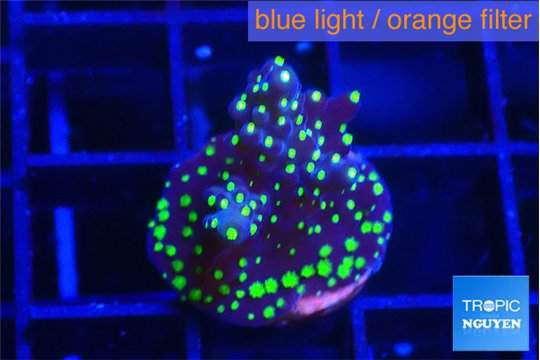 Acropora nana tricolor 1-2 cm WYSIWYG acclimaté