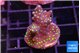 Acropora nana tricolor 1-2 cm WYSIWYG acclimaté