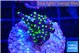Acropora nana tricolor 1-2 cm WYSIWYG acclimaté