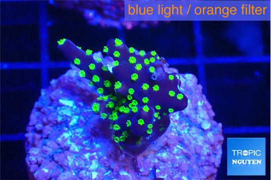 Acropora nana tricolor 1-2 cm WYSIWYG acclimaté