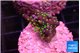 Acropora nana tricolor 1-2 cm WYSIWYG acclimaté