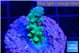 Acropora green purple 2 cm WYSIWYG acclimaté