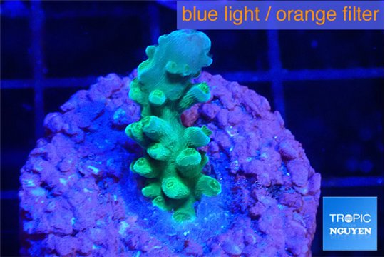 Acropora green purple 2 cm WYSIWYG acclimaté