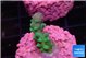 Acropora green purple 2 cm WYSIWYG acclimaté