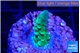 Acropora green purple 2 cm WYSIWYG acclimaté