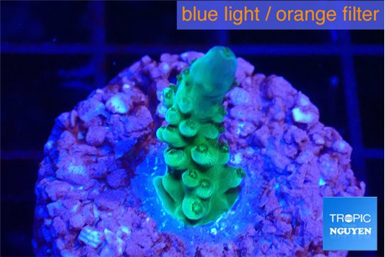 Acropora green purple 2 cm WYSIWYG acclimaté