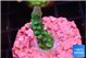 Acropora green purple 2 cm WYSIWYG acclimaté