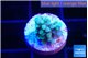 Acropora green blue 1-2 cm WYSIWYG acclimaté