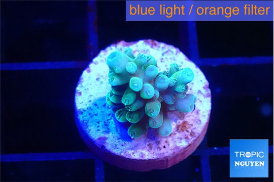 Acropora green blue 1-2 cm WYSIWYG acclimaté