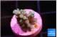 Acropora green blue 1-2 cm WYSIWYG acclimaté