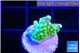 Acropora lemon green 1-2 cm WYSIWYG acclimaté